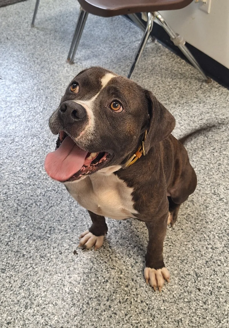 An adult medium-sized male Brindle American Staffordshire Terrier dog named Tyson for adoption in Stanton, KY