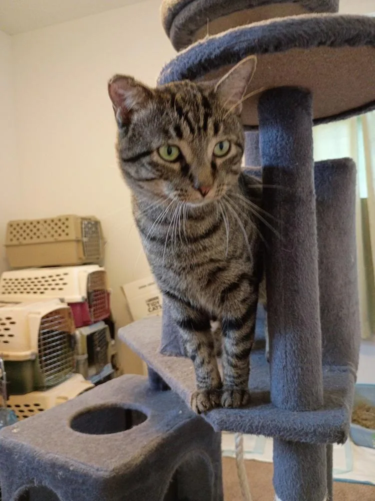 An adult medium-sized female Domestic Short Hair cat named Patricia for adoption in Wilmington, NC