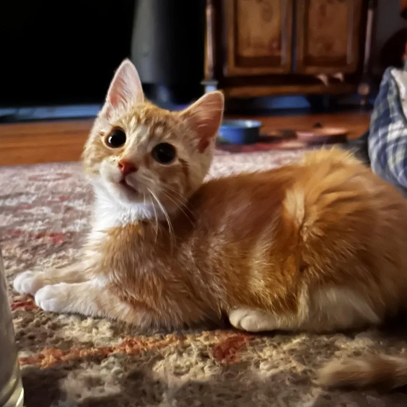 A baby small-sized female Buff / Tan / Fawn Domestic Short Hair cat named Eowyn for adoption in Oak Park, IL
