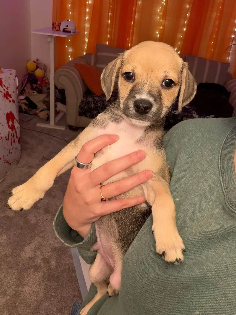 A baby medium-sized male Chihuahua dog named Sully for adoption in Berlin, NJ