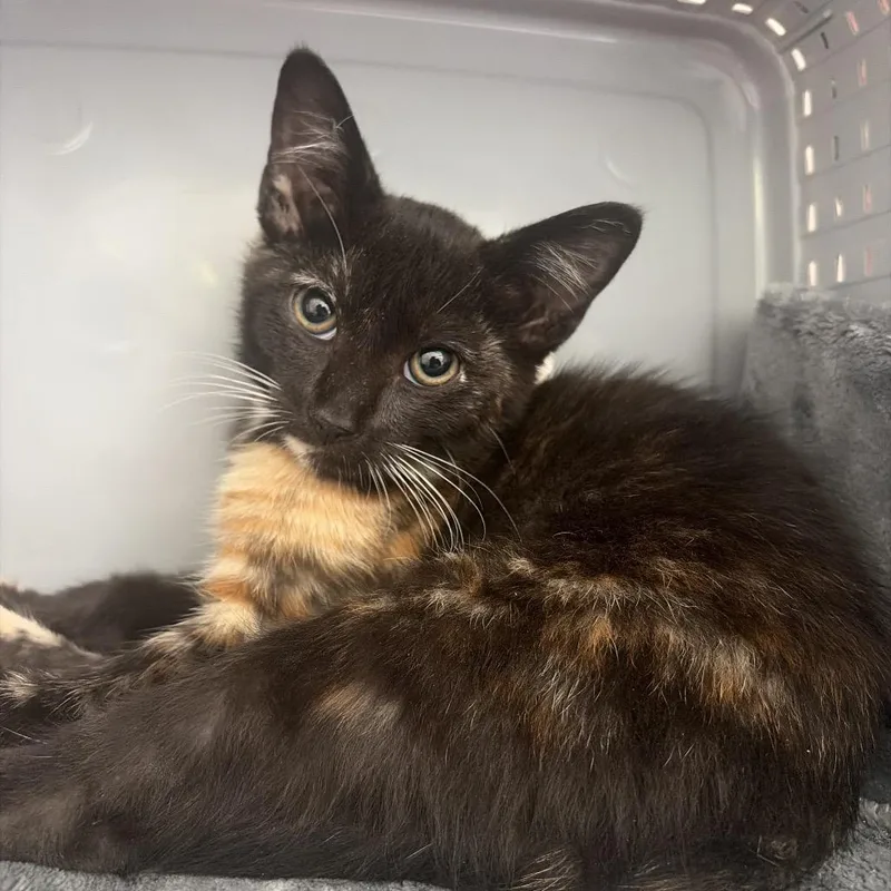 A baby small-sized female Torbie Domestic Short Hair cat named Iris for adoption in Ojai, CA