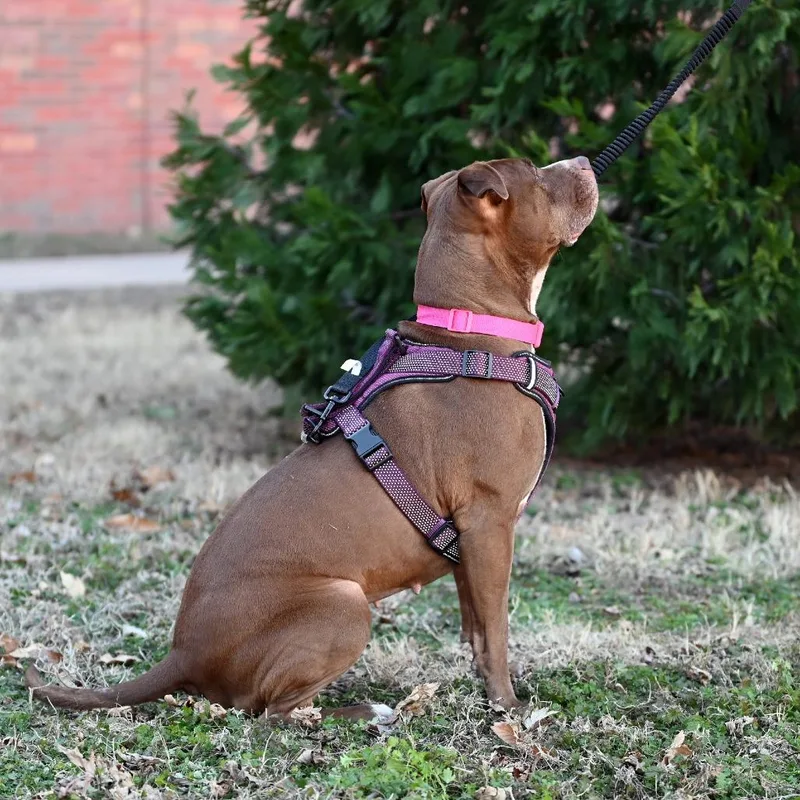 An adult large-sized female Brown / Chocolate Pit Bull Terrier dog named Coco for adoption in Wichita, KS