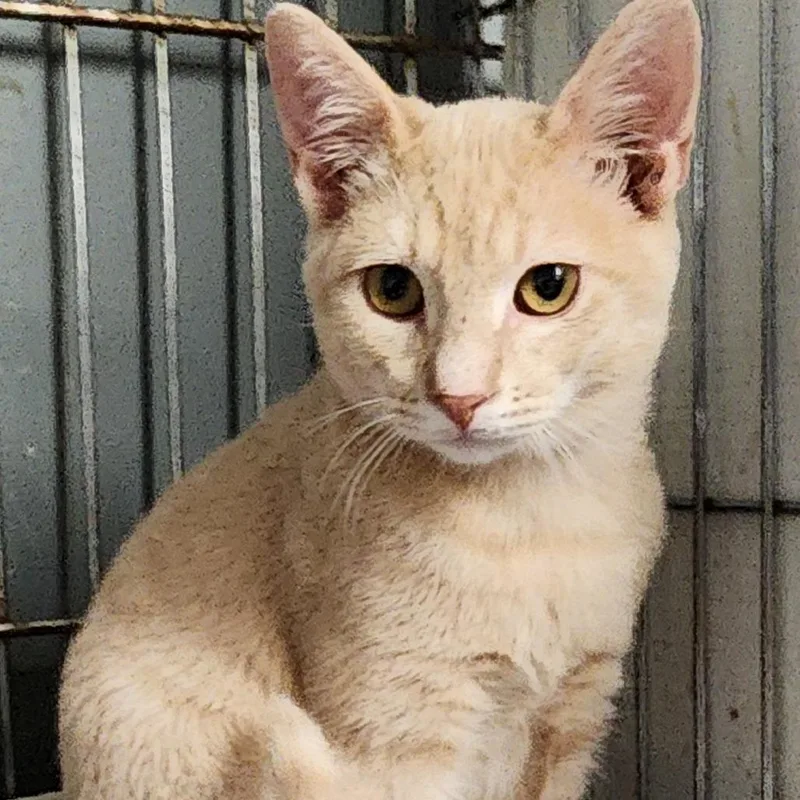 A baby small-sized male Domestic Short Hair cat named Archie K for adoption in Corsicana, TX