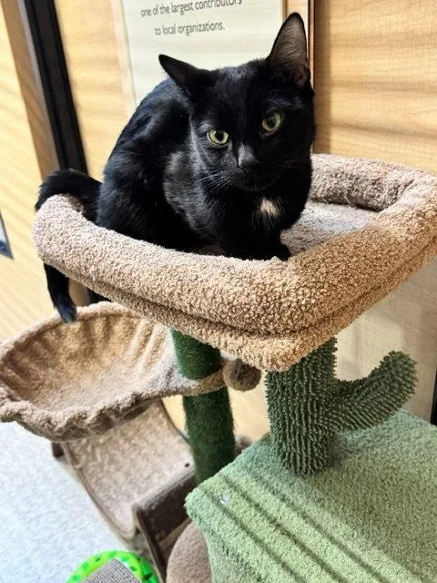 An adult medium-sized female Black Domestic Short Hair cat named Naomi for adoption in Wheaton, IL