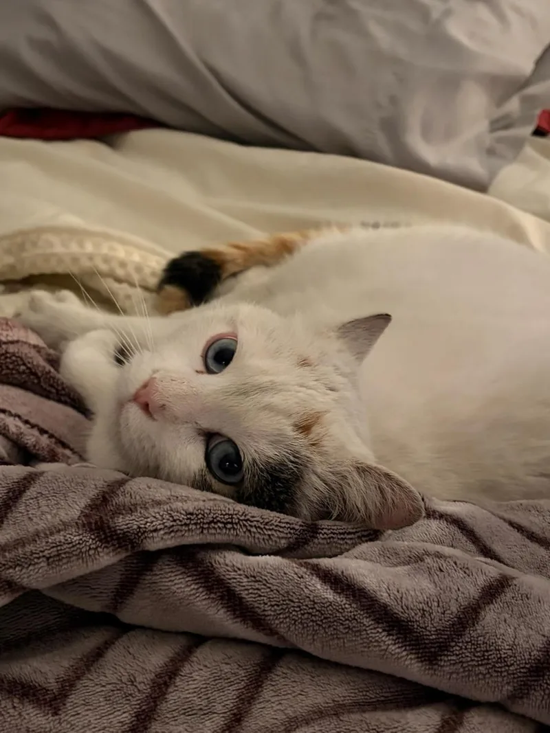 A young medium-sized female Calico Calico cat named Lilly for adoption in Concord, OH