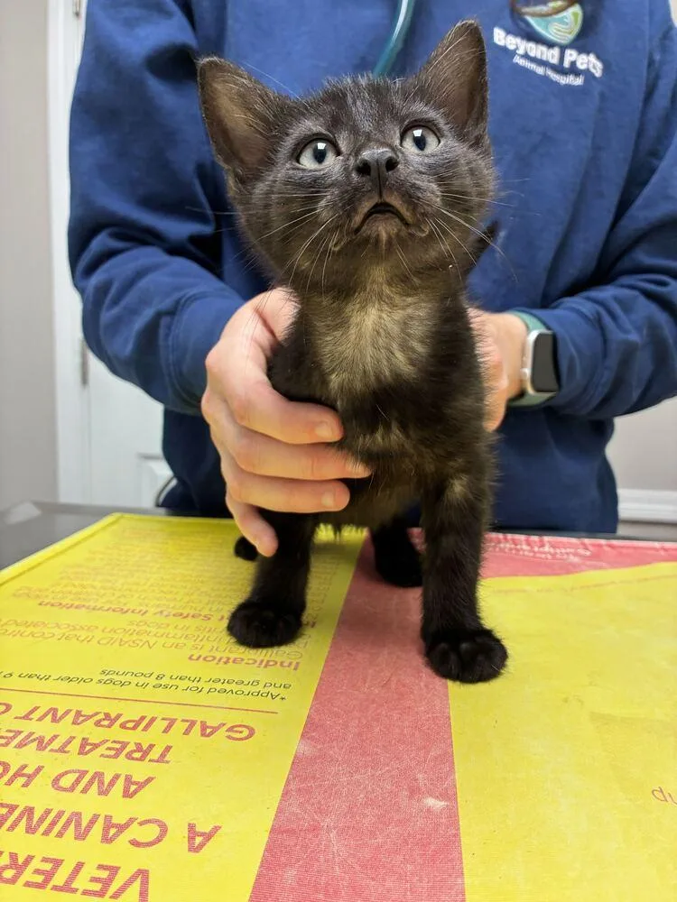 A baby small-sized male Domestic Short Hair cat named Connor for adoption in Marietta, GA