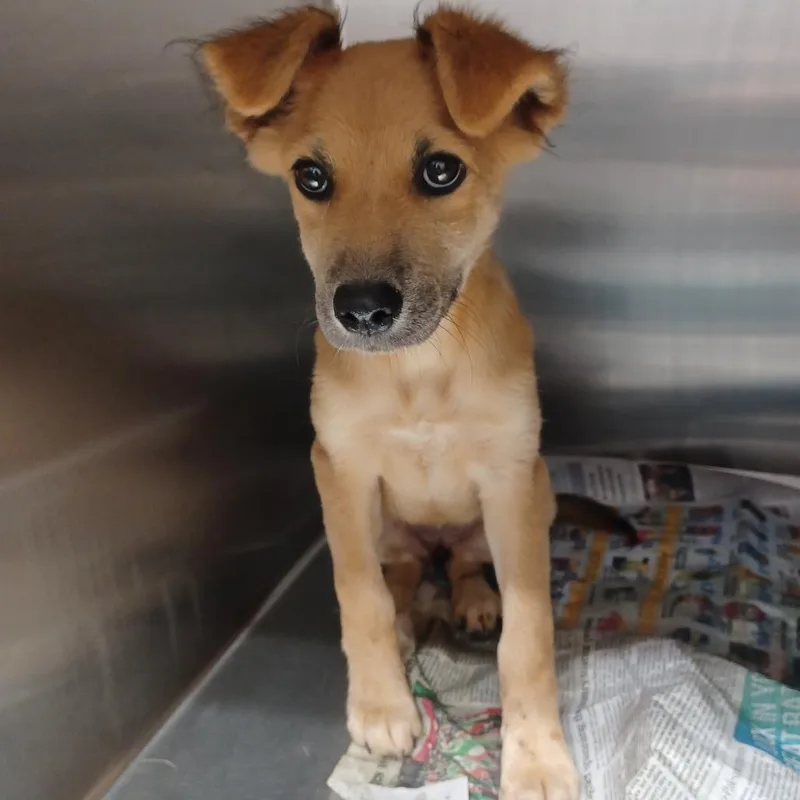A baby small-sized female Yellow / Tan / Blond / Fawn Golden Retriever dog named Blondie for adoption in Hattiesburg, MS