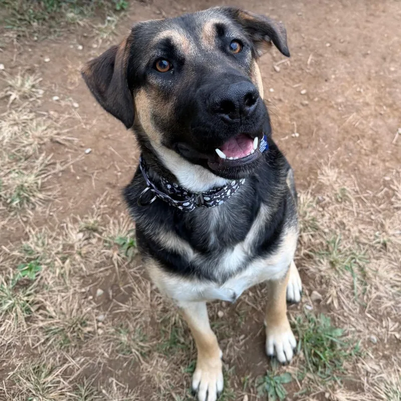 A young large-sized male German Shepherd Dog dog named Jeff for adoption in Johnson City, TN