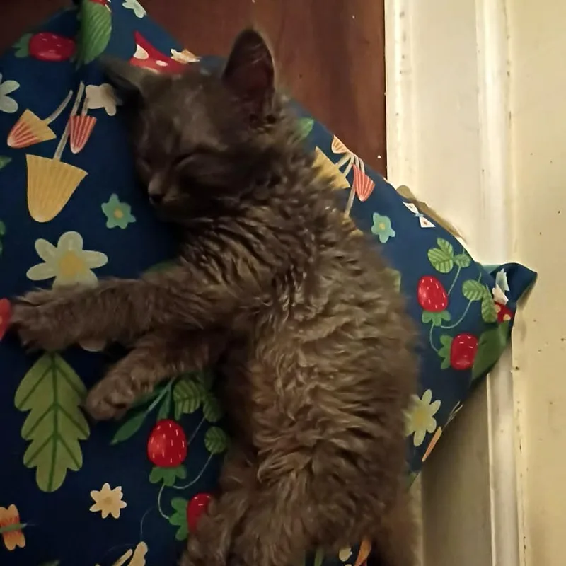 A baby small-sized male Gray / Blue / Silver Domestic Medium Hair cat named Elvis for adoption in Springfield, OH