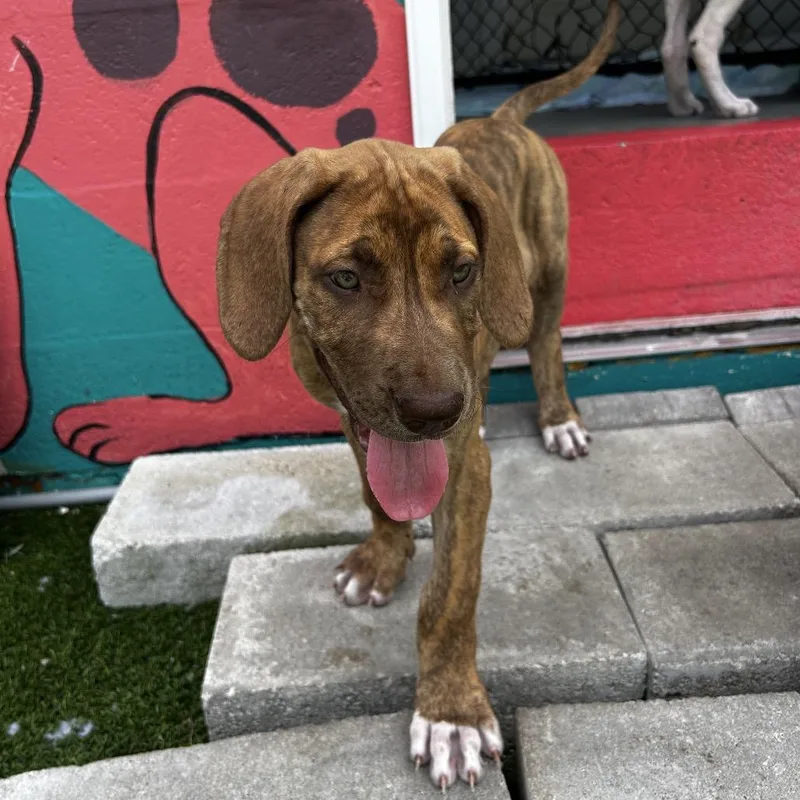 Maybelle thumbnail 2