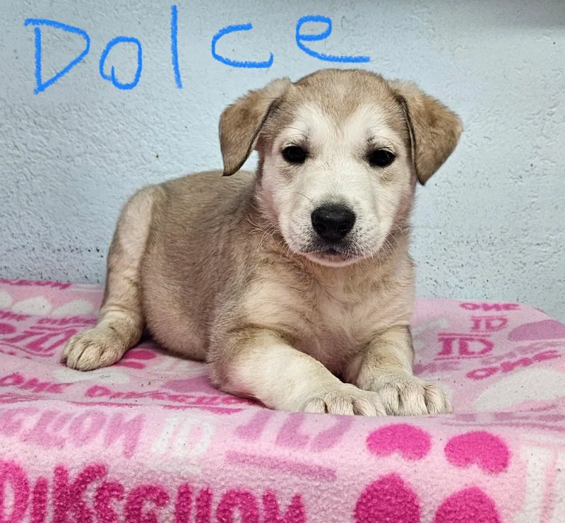 A baby small-sized female German Shepherd Dog named Dolce for adoption in Inglewood, CA