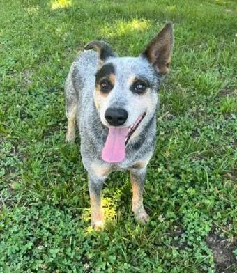 An adult medium-sized male Australian Cattle Dog / Blue Heeler dog named Charlie Bleu for adoption in Mocksville, NC