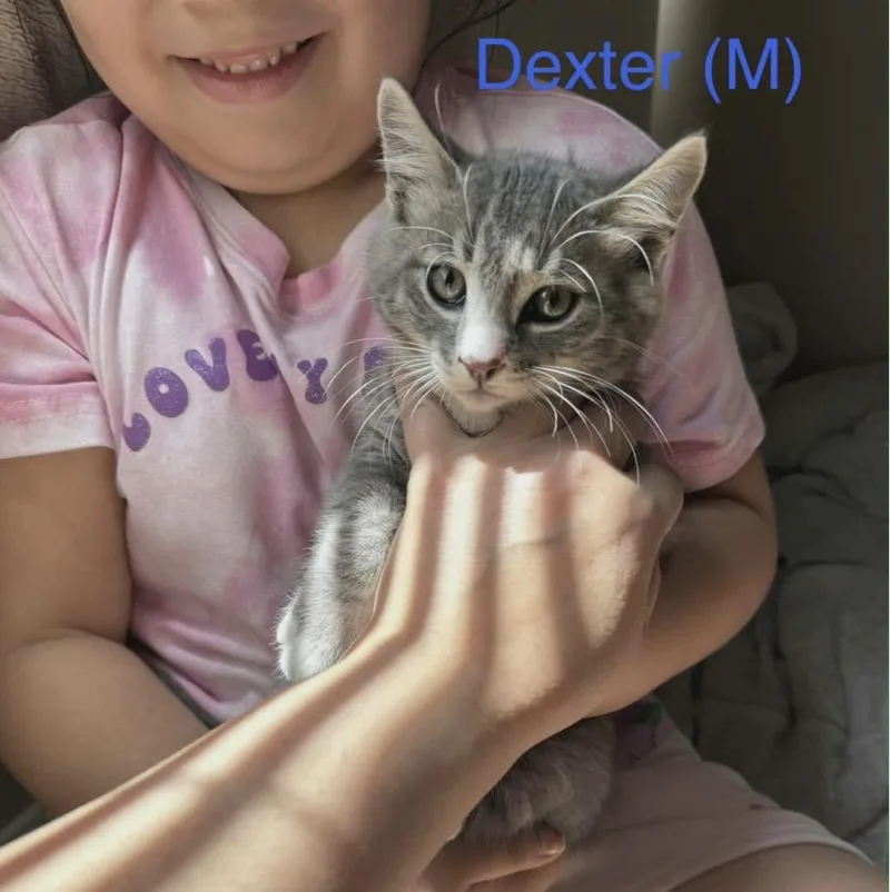 A baby medium-sized male Gray / Blue / Silver Domestic Short Hair cat named Dexter for adoption in Santa Rosa, CA