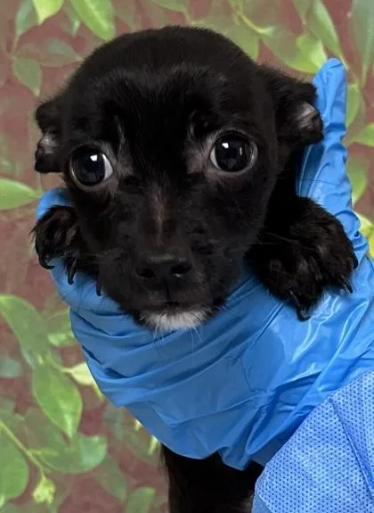 A young small-sized male Chihuahua dog named Ferrari for adoption in San Antonio, TX