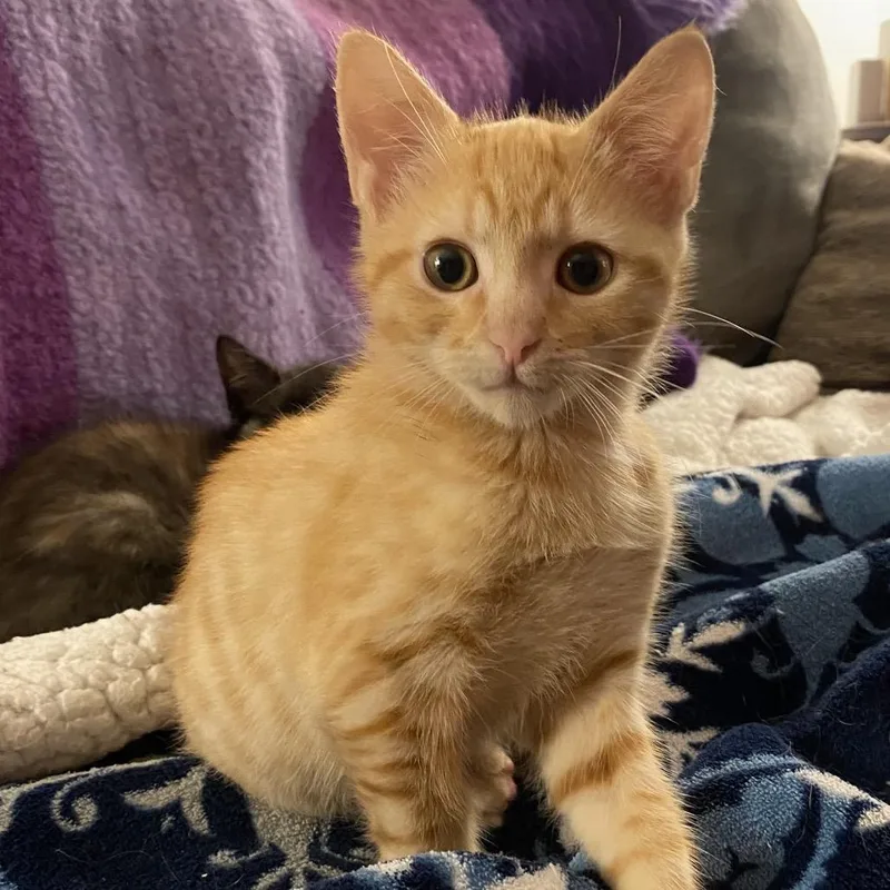 A baby small-sized male Orange / Red Domestic Short Hair cat named Brannon for adoption in Roswell, GA