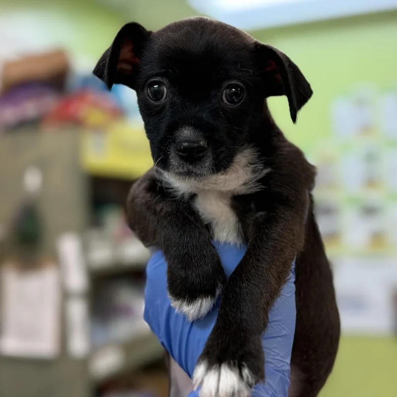 A baby small-sized male Black Chihuahua dog named Lyonsite for adoption in Lynchburg, VA