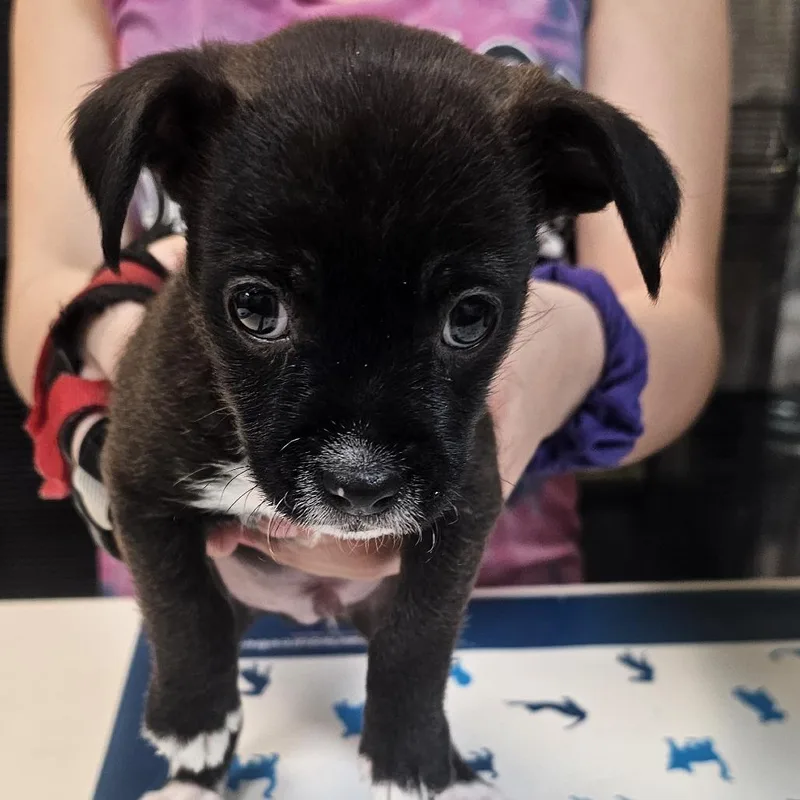 Lyonsite thumbnail 2