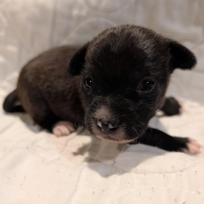 Lyonsite thumbnail 4