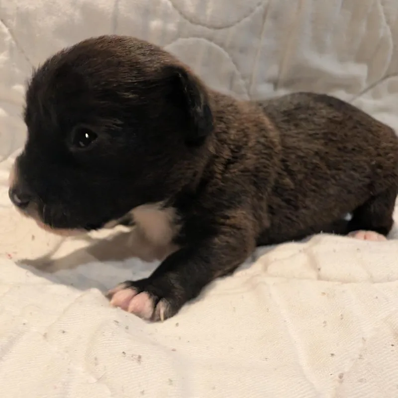 Lyonsite thumbnail 5