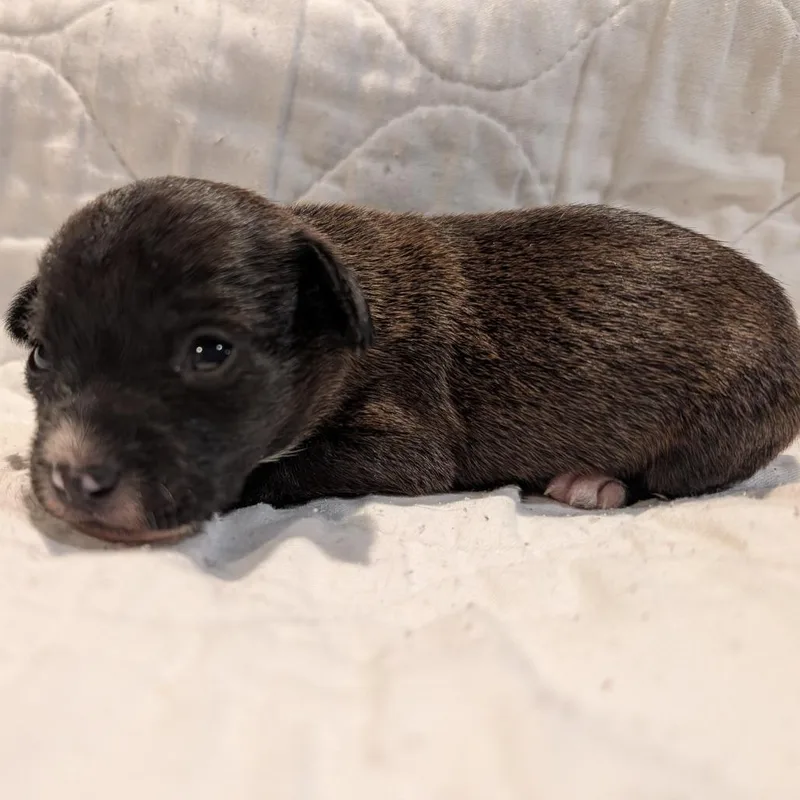 Lyonsite thumbnail 6