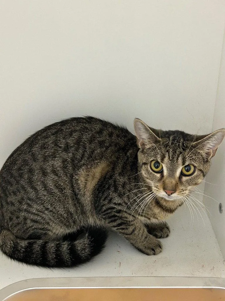 A young medium-sized female Domestic Short Hair cat named Chilly for adoption in Tarboro, NC