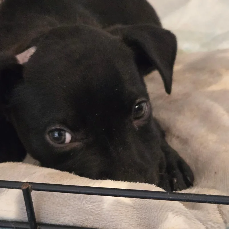 A baby medium-sized male Black Pit Bull Terrier dog named Reed for adoption in Waggaman, LA