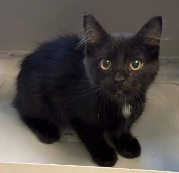 A baby small-sized male Domestic Short Hair cat named If for adoption in Lawrenceville, GA