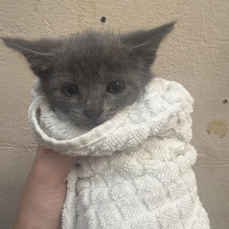 A baby small-sized female Gray / Blue / Silver Domestic Short Hair cat named Gris for adoption in Birmingham, AL