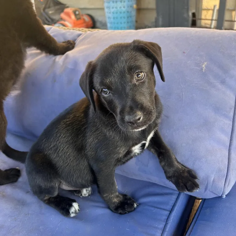 A baby medium-sized female Black Labrador Retriever dog named Raven for adoption in Escondido, CA