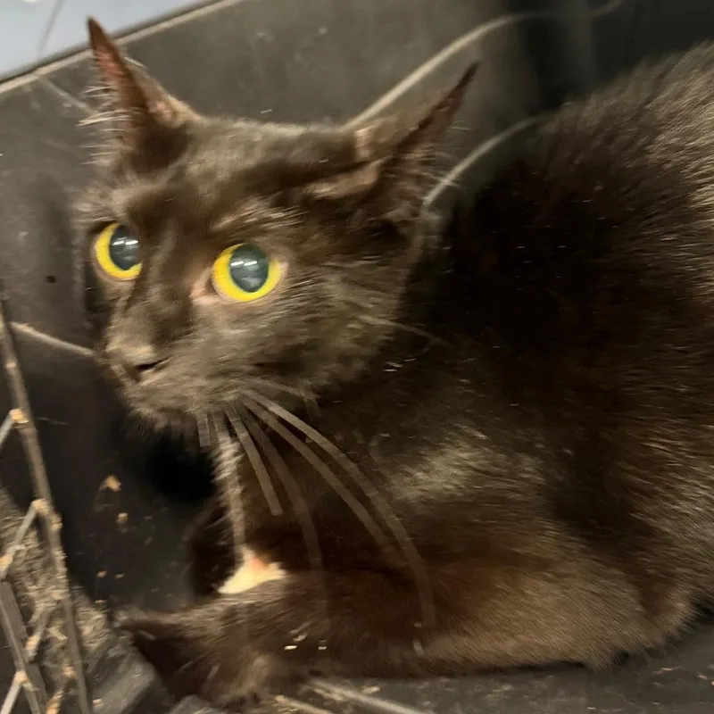 An adult medium-sized female Domestic Medium Hair cat named Mail Box for adoption in Greensboro, NC