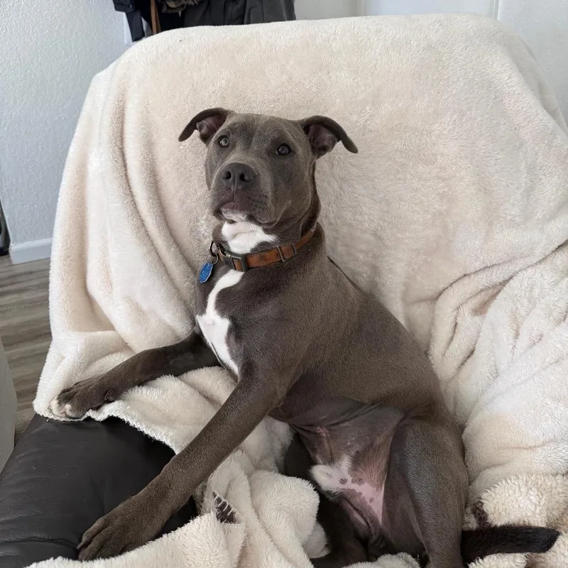 A young medium-sized male Gray / Blue / Silver Pit Bull Terrier dog named Chance for adoption in Sacramento, CA