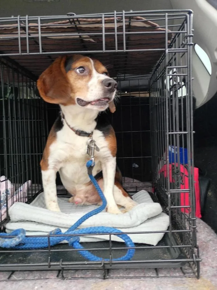 An adult small-sized male Tricolor (Brown, Black, & White) Beagle dog named Ruger for adoption in Middletown, CT