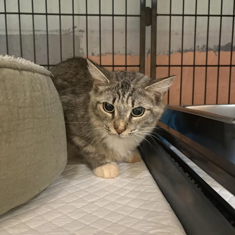 A young medium-sized female Brown / Chocolate Domestic Short Hair cat named Leena for adoption in Columbus, NC