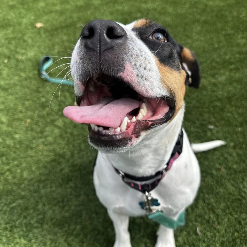 Foxie Brown thumbnail 2