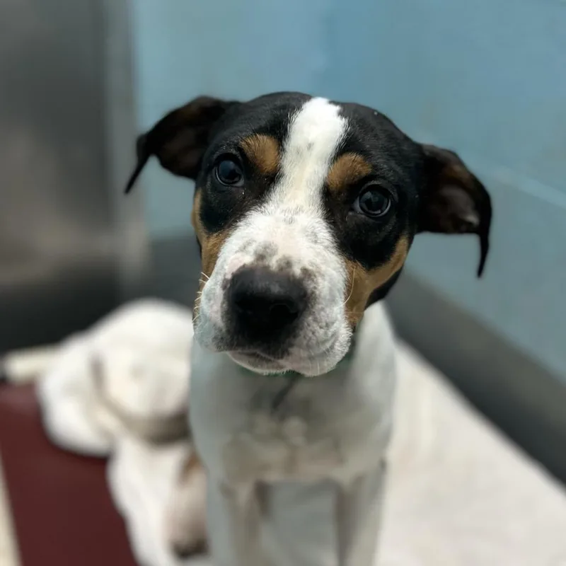 Foxie Brown thumbnail 3