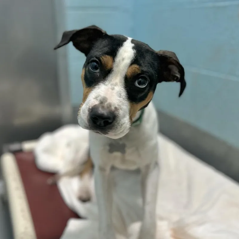 Foxie Brown thumbnail 4