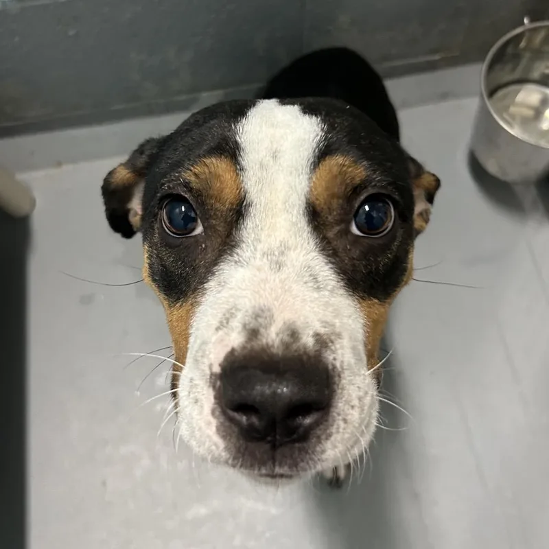 Foxie Brown thumbnail 5