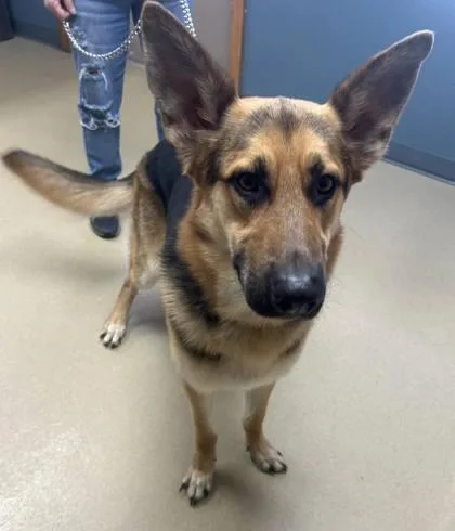 An adult large-sized male German Shepherd Dog dog named Max for adoption in Sullivan, IN