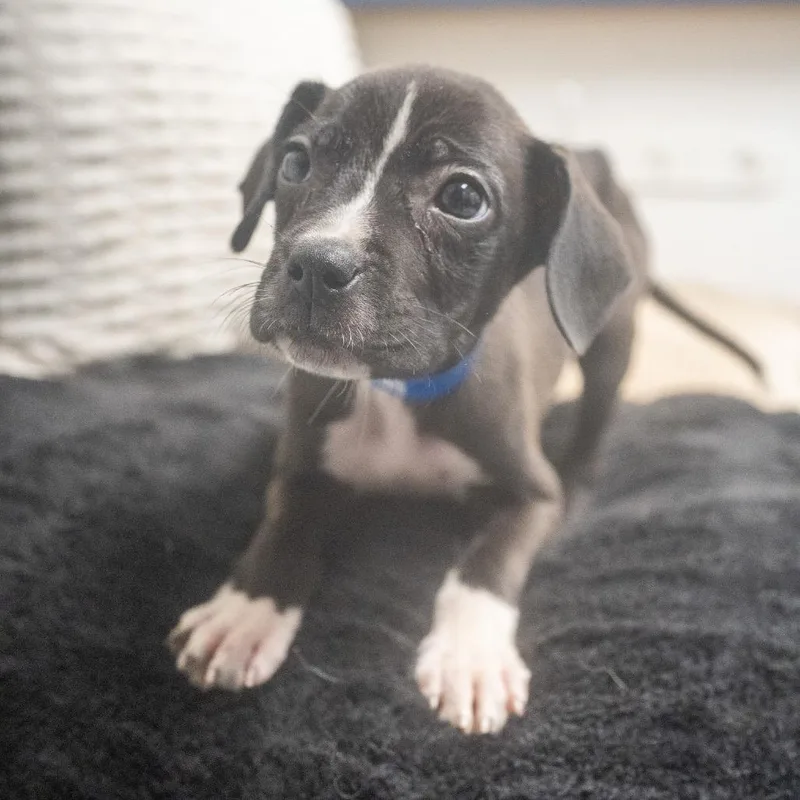 Franklin