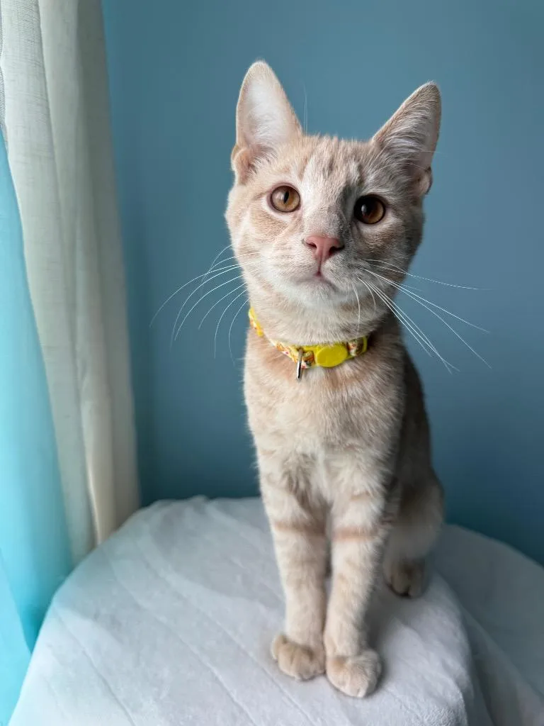 A baby medium-sized male Domestic Short Hair cat named Huey for adoption in Lancaster, PA