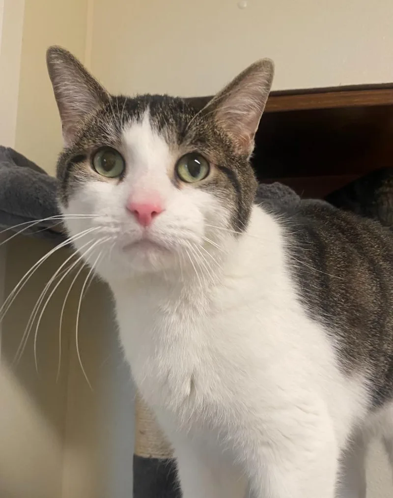 An adult medium-sized male Domestic Short Hair cat named Berlioz for adoption in Sandusky, OH