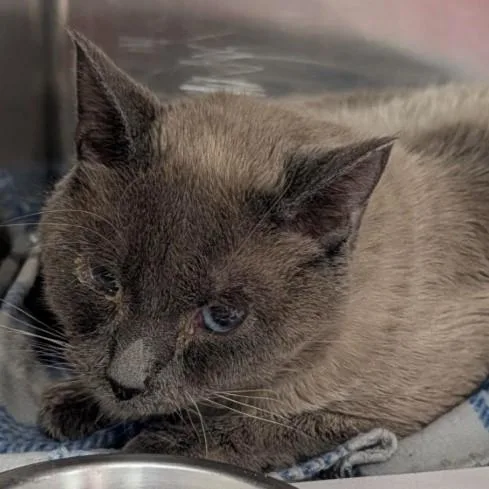 A young medium-sized male Domestic Short Hair cat named Sushi for adoption in San Antonio, TX