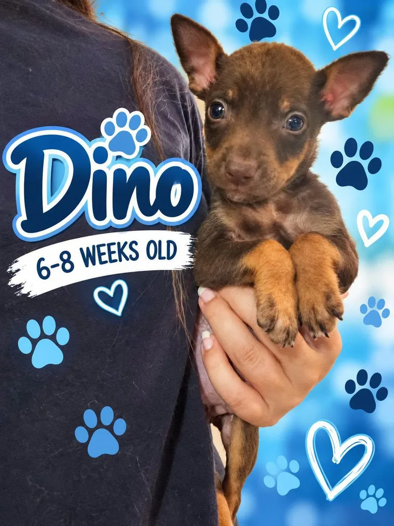 A baby small-sized male Miniature Pinscher dog named Dino for adoption in Fort Worth, TX