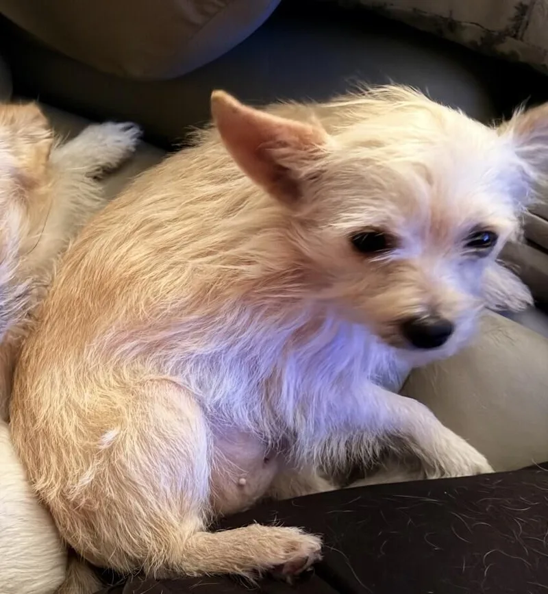 A young small-sized female White / Cream Chihuahua dog named Lulu Lemon for adoption in Washington, DC