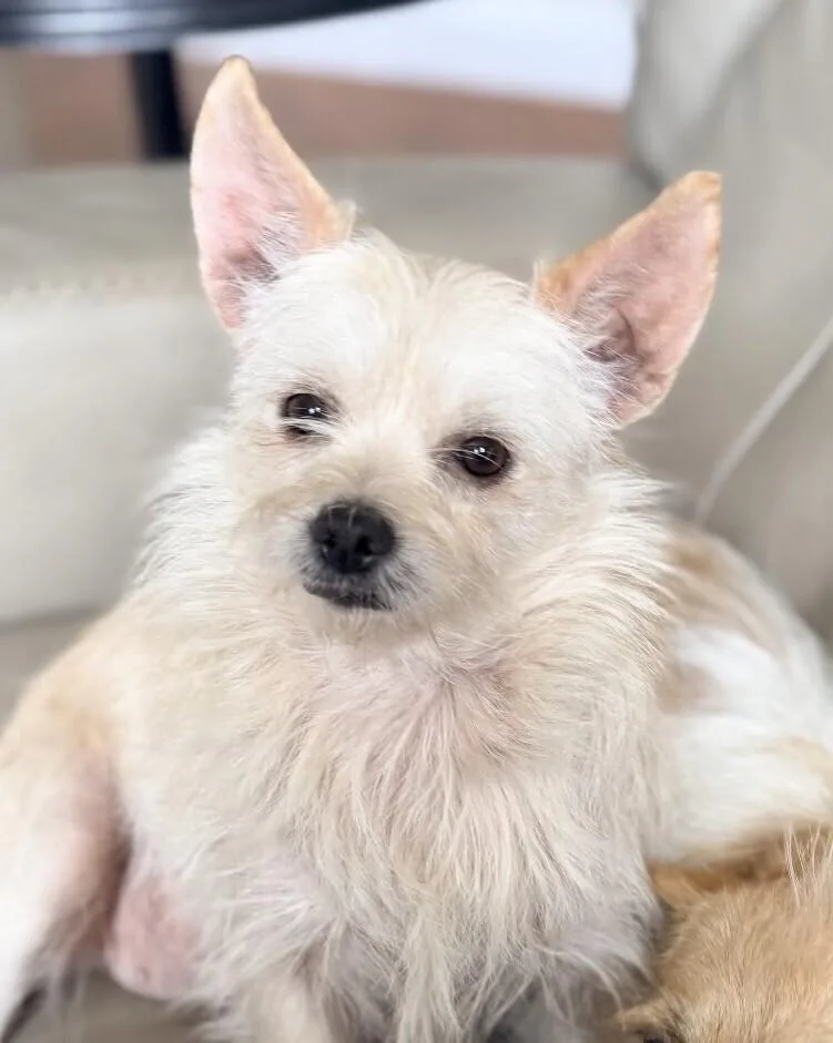 Lulu Lemon thumbnail 3