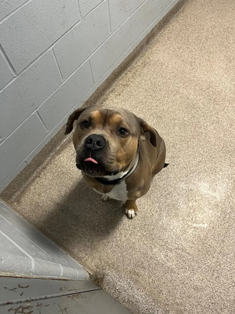 An adult large-sized male Mixed Breed dog named Zeus for adoption in Troy, OH