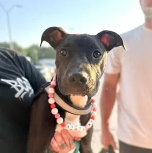 A young medium-sized female Black Pit Bull Terrier dog named Tootie for adoption in Vanceboro , NC