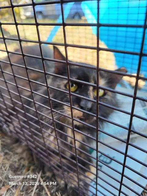 An adult medium-sized female Domestic Short Hair cat named 2-21 for adoption in San Antonio, TX