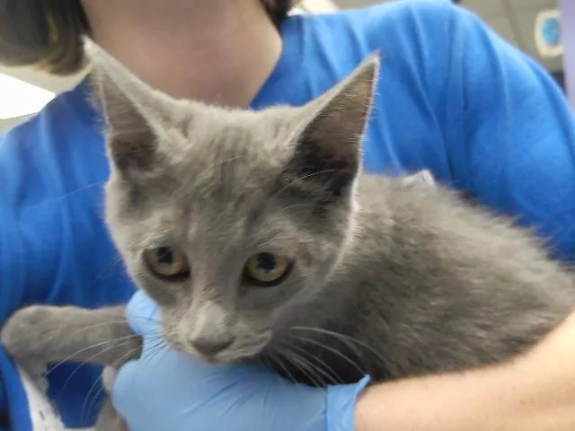 A baby small-sized female Domestic Short Hair cat named Smokie for adoption in Omaha, NE