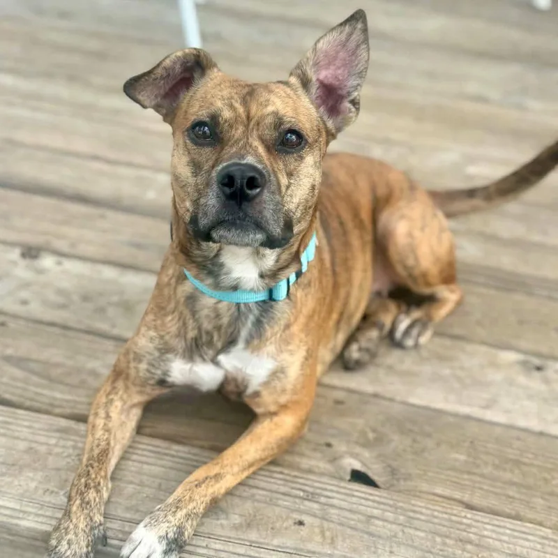 A young medium-sized female Brindle Pit Bull Terrier dog named Tori for adoption in Mead, CO